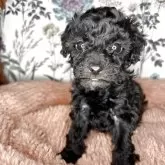 トイプードル(トイ)【愛知県・女の子・2025年3月31日・ブラック】の写真1