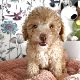 トイプードル(トイ)