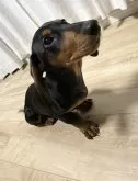 ミニチュアダックスフンド(スムース)【愛知県・男の子・2024年9月20日・ブラックタン】の写真2