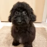 ミックス(チワワ×ミックス)【愛知県・男の子・2025年4月7日・ブラック】の写真2