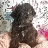 ミックス(チワワ×ミックス)【愛知県・男の子・2025年4月7日・ブラック】の写真5