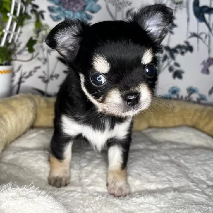 ID：2405-07442の子犬