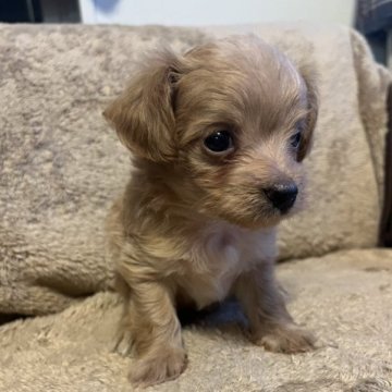 ミックス(チワワ✖️プードル)【愛知県・男の子・2023年8月19日・ベージュ】の写真「コロコロして可愛い、甘えん坊です！」