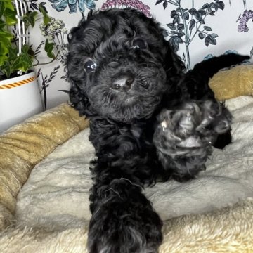 トイプードル(トイ)【愛知県・女の子・2024年4月24日・ブラック】の写真「元気いっぱいの女の子です。」