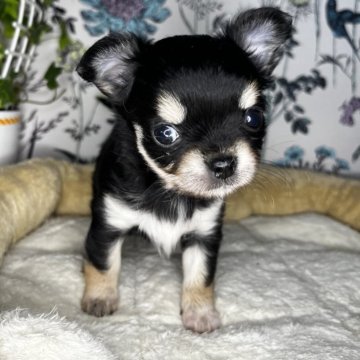 チワワ(ロング)【愛知県・女の子・2024年4月27日・ブラックタン】の写真「クリクリおめめの可愛い女の子です。」