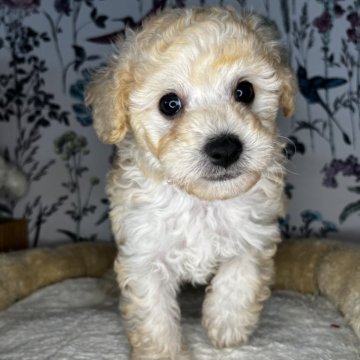 トイプードル(トイ)【愛知県・男の子・2024年8月16日・クリーム】の写真「モコモコです！
トイレトレーニング中です」