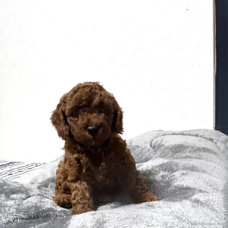 ID:2505-04728の子犬