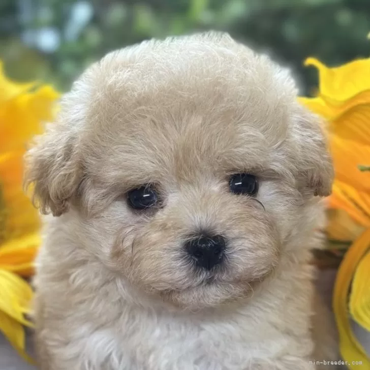 ID：2509-03401の子犬