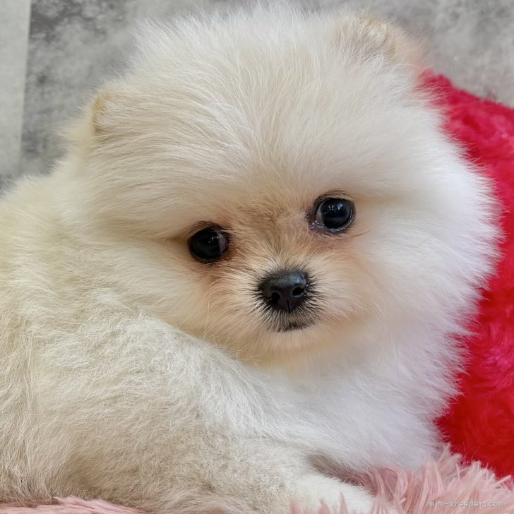 ブリーダー画像