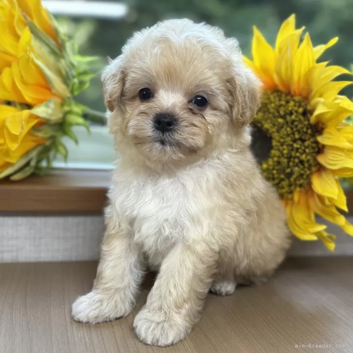 ID:2507-07469の子犬