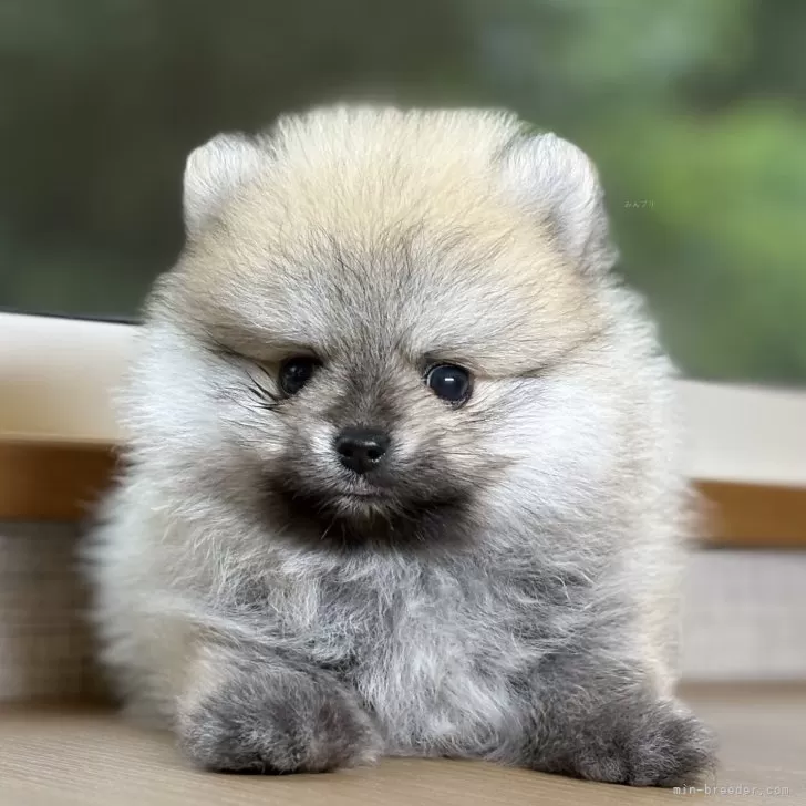 ID：2507-05614の子犬