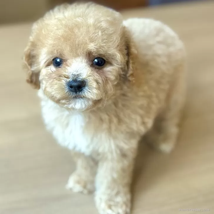 ID：2506-08154の子犬