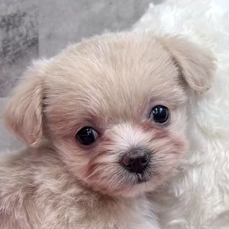 チワプー(チワワ×トイプードル)【岐阜県・女の子・2025年10月31日・クリーム&amp;ホワイト】の写真1