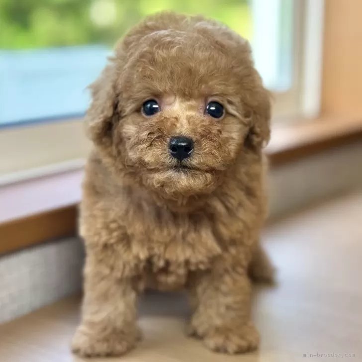 ID：2505-05988の子犬