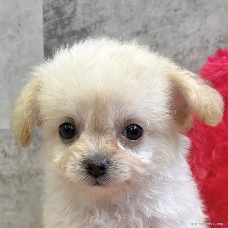 チワプー(チワワ×トイプードル)【岐阜県・女の子・2025年9月23日・クリーム】の写真1