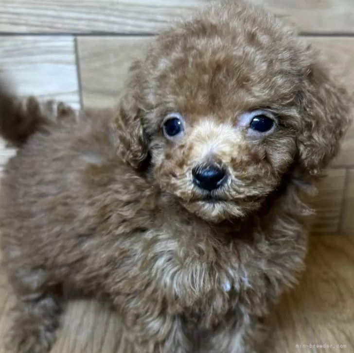 ID：2501-06458の子犬