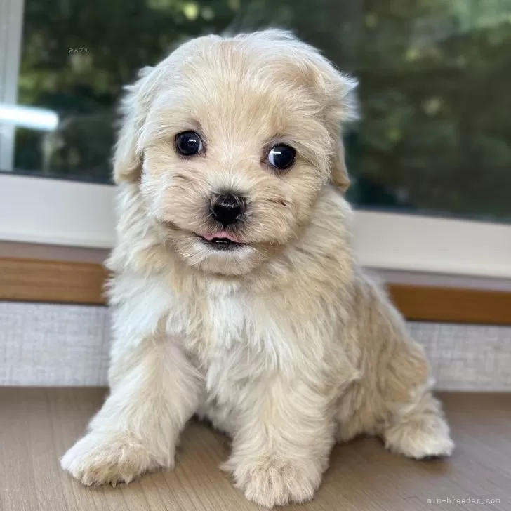 ID：2506-05597の子犬