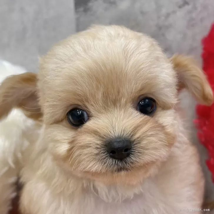 ID：2511-00173の子犬