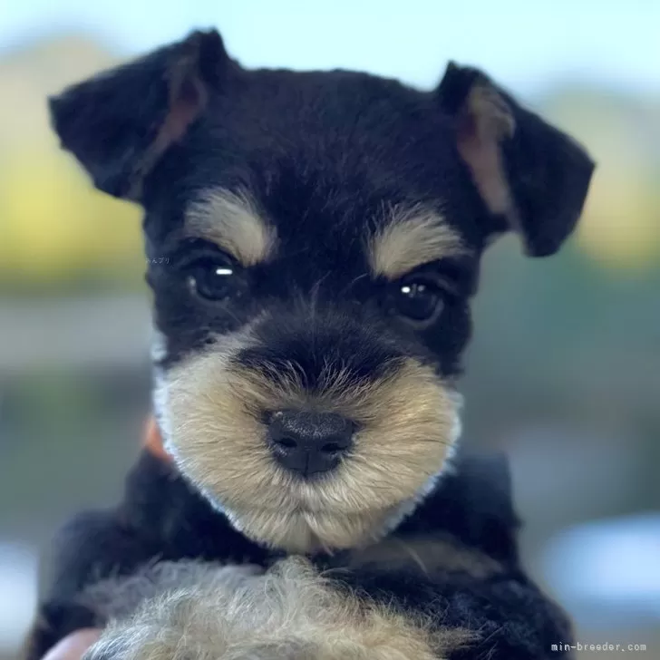 ID：2503-03916の子犬
