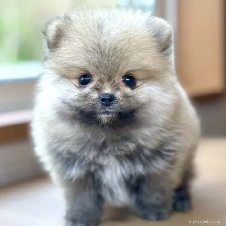 ID:2504-06589の子犬