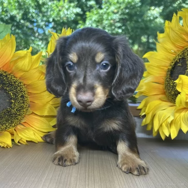 ID：2508-02286の子犬