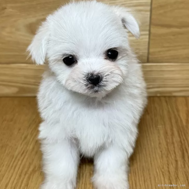 きなこ 様のお迎えした子犬
