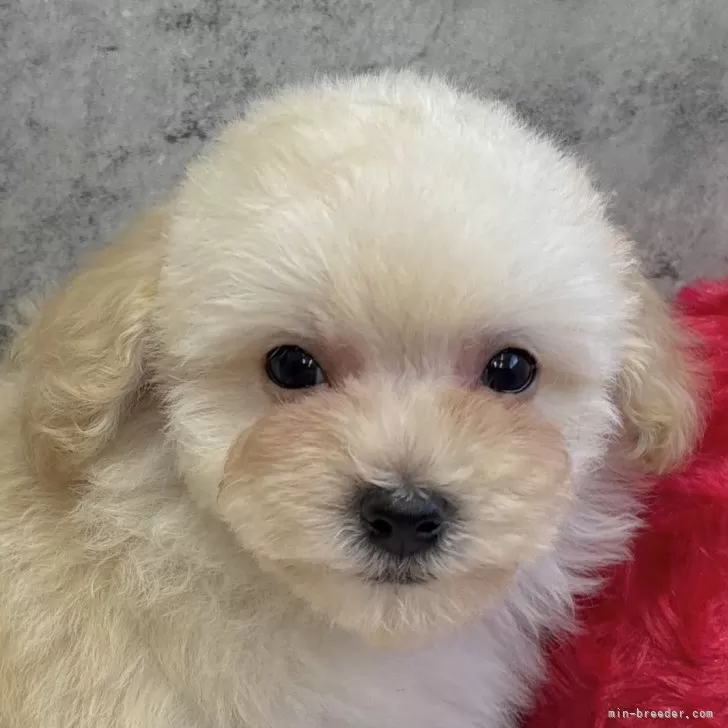 ID：2511-02114の子犬