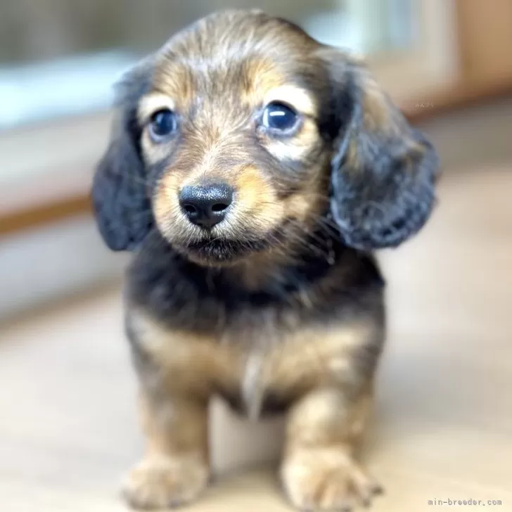 ID:2503-04193の子犬