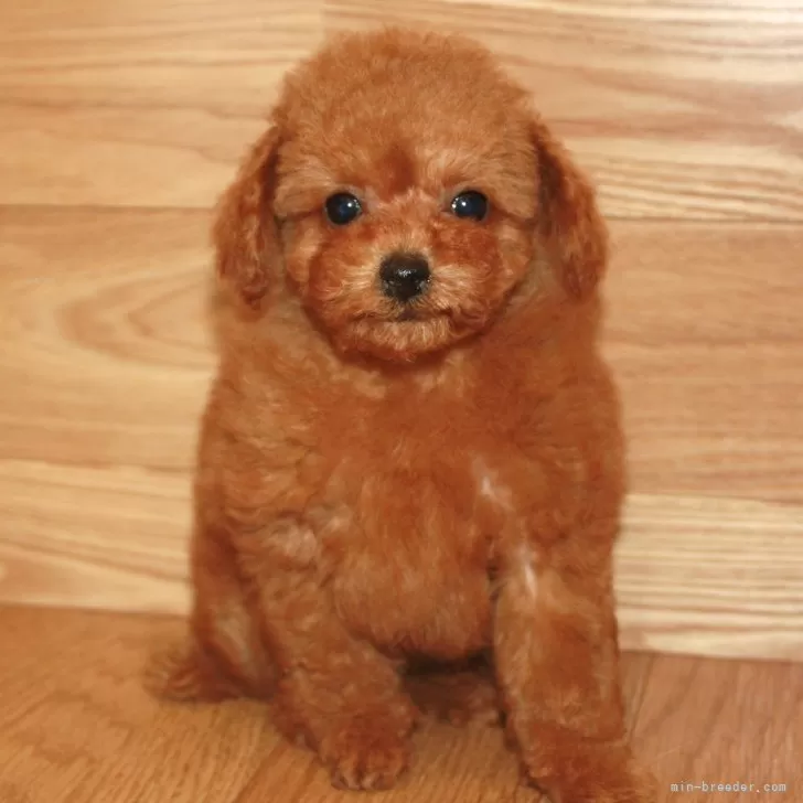 ID:2411-02111の子犬