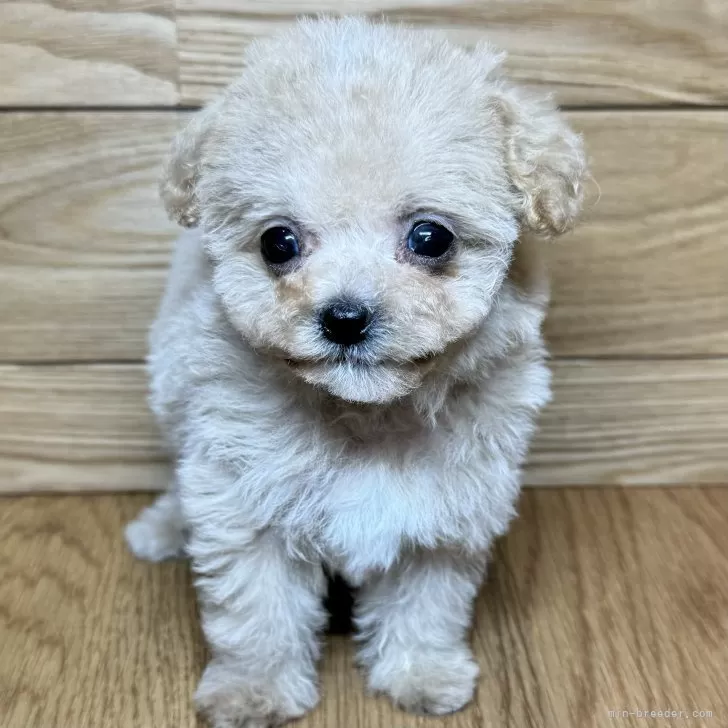 as 様のお迎えした子犬