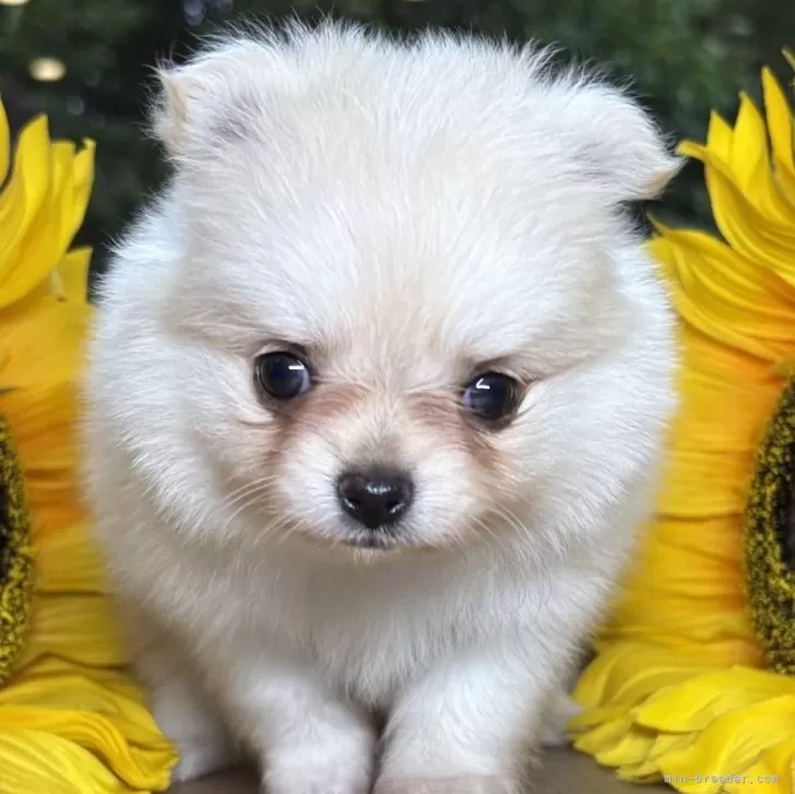 ID：2509-03712の子犬