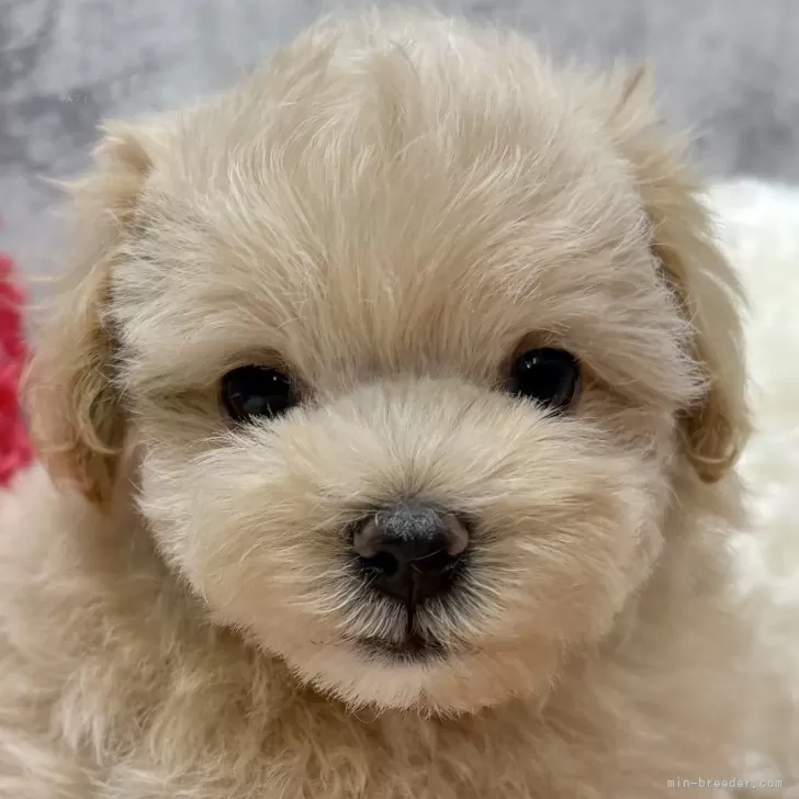 マルプー(トイプードル×マルチーズ)【岐阜県・男の子・2025年10月2日・クリーム&amp;ホワイト】の写真1