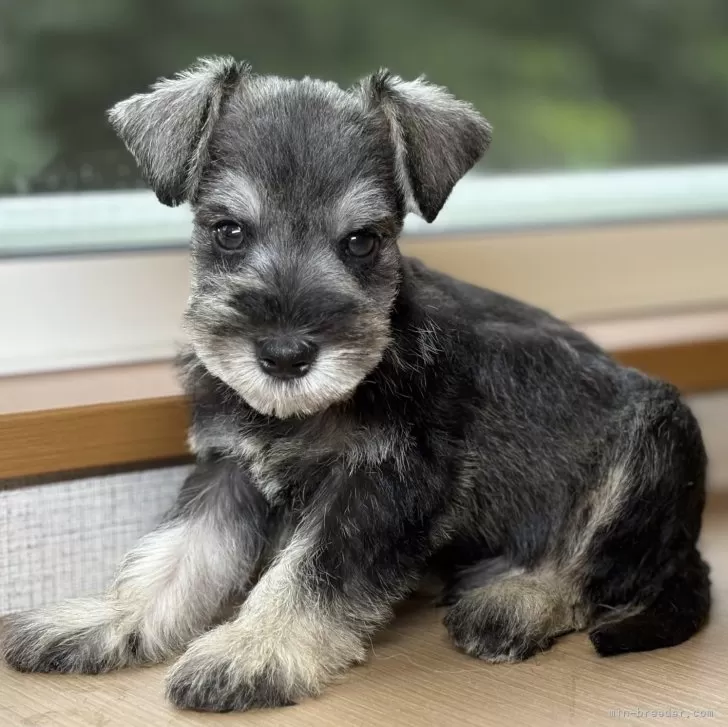 ID:2507-05353の子犬