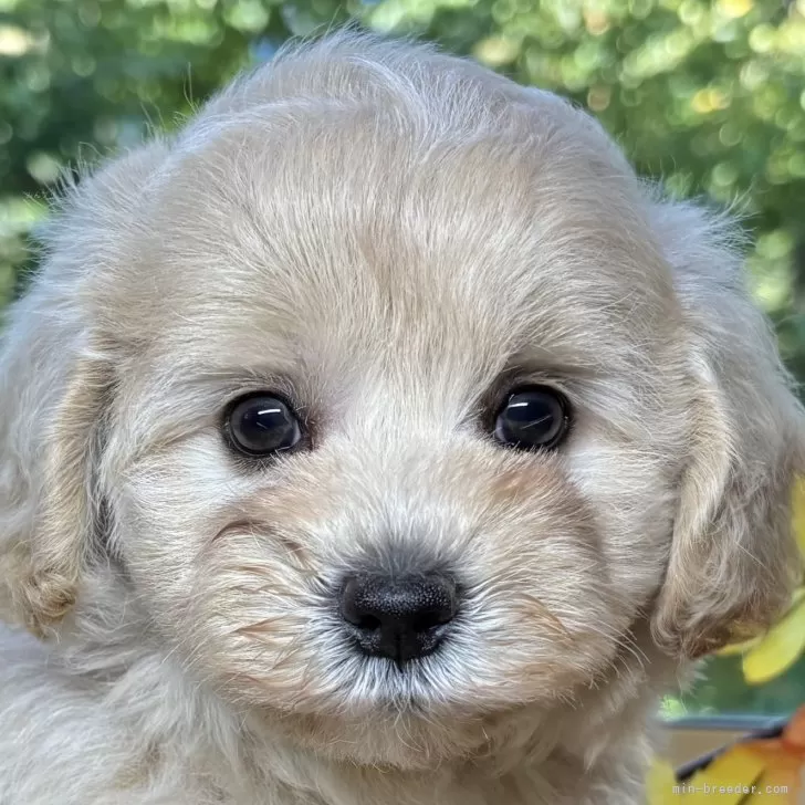 ID:2509-07448の子犬
