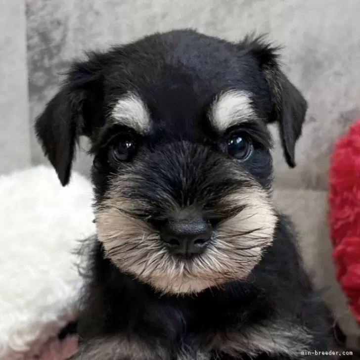 ミニチュアシュナウザー【岐阜県・男の子・2025年10月22日・ブラック&amp;シルバー】の写真1