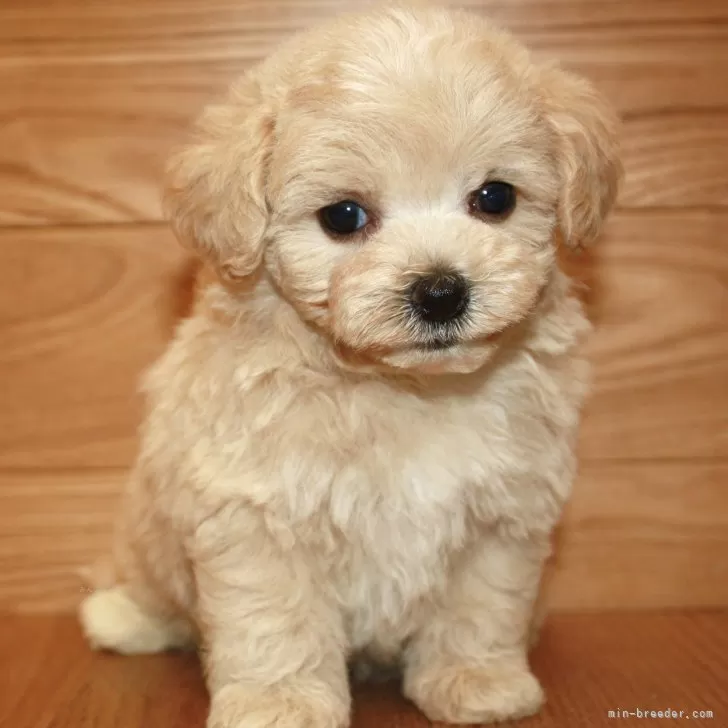 ID:2411-07624の子犬