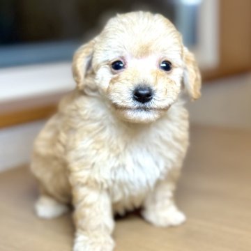 マルプー(マルチーズ×トイプードル)【岐阜県・男の子・2025年2月14日・アプリコット】の写真「まるぷー4兄妹♫」