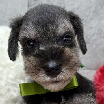 ミニチュアシュナウザー【岐阜県・男の子・2025年10月23日・ソルト&ペッパー】の写真「ミニチュアシュナウザー6兄妹」