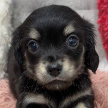 チワックス(チワワ×ダックスフンド)【岐阜県・女の子・2025年10月11日・ブラック&クリーム】の写真「チワックス3姉妹」