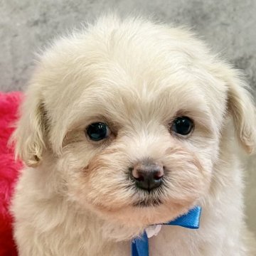 マルプー(マルチーズ×トイプードル)【岐阜県・男の子・2025年10月20日・クリーム】の写真「マルプー兄妹」