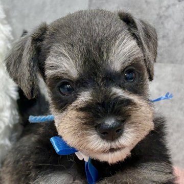 ミニチュアシュナウザー【岐阜県・女の子・2025年10月23日・ソルト&ペッパー】の写真「ミニチュアシュナウザー6兄妹」