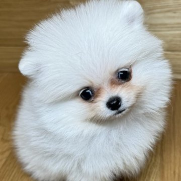 ポメラニアン【岐阜県・女の子・2024年11月25日・クリーム】の写真「毛量多めのポメ兄妹♫」