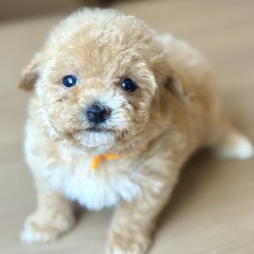 マルプー(マルチーズ×トイプードル)【岐阜県・男の子・2025年5月16日・アプリコット&ホワイト】の写真「まるぷー4兄妹♫」