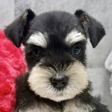 ミニチュアシュナウザー【岐阜県・女の子・2025年10月5日・ブラック&シルバー】の写真「シュナウザー5兄妹」