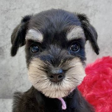 ミニチュアシュナウザー【岐阜県・男の子・2025年10月9日・ブラック&シルバー】の写真「シュナウザー7兄妹」