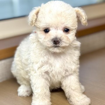マルプー(マルチーズ×タイニープードル)【岐阜県・男の子・2025年2月8日・クリーム&ホワイト】の写真「クリームのマルプー3兄妹♫」