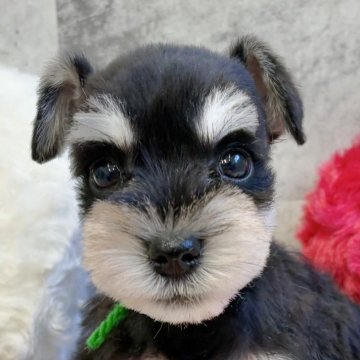 ミニチュアシュナウザー【岐阜県・女の子・2025年10月9日・ブラック&シルバー】の写真「シュナウザー7兄妹」