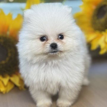ポメラニアン【岐阜県・男の子・2025年7月5日・クリーム】の写真「ポメ3兄妹」