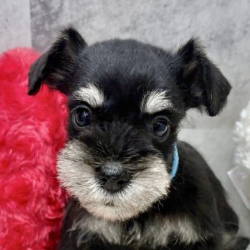 ミニチュアシュナウザー【岐阜県・女の子・2025年10月5日・ブラック&シルバー】の写真「シュナウザー5兄妹」