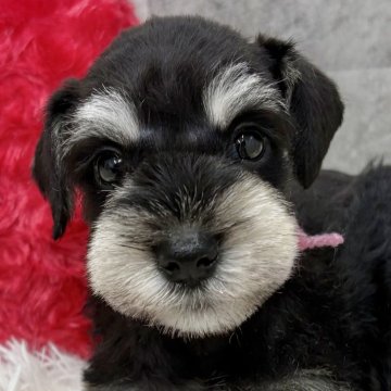 ミニチュアシュナウザー【岐阜県・男の子・2025年10月3日・ブラック&シルバー】の写真「シュナウザー5兄妹」